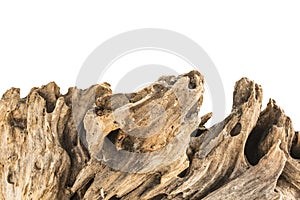 Dry snag of a coniferous tree, old weathered relief wood isolated on a white background