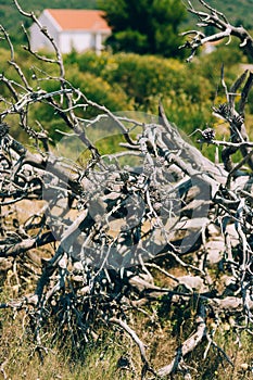 Dry snag in the field