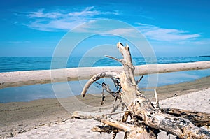 dry snag, on the sandy bank of the river