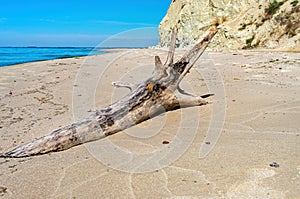 dry snag, on the sandy bank of the river