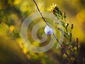 Dry snail on the branch