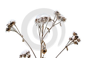 dry snow-covered burdock on a white background