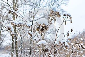 dry snow-covered burdock in a winter grove