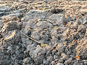 Dry soil in construction site