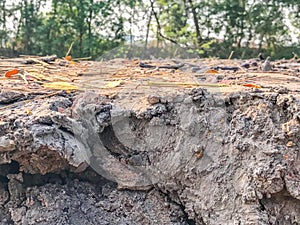 Dry soil in construction site