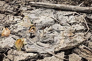 Dry soil with dramatic cracks caused