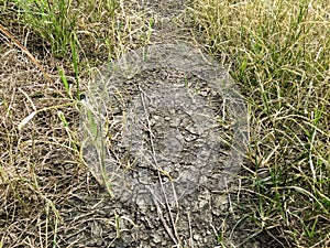 Dry soil and green grass