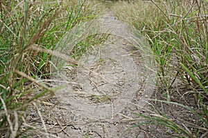 Dry soil and green grass