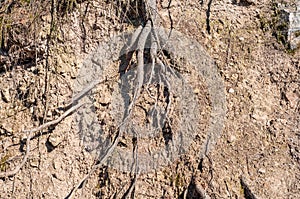 Dry soil ground water erosion with tree roots detail