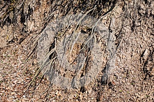 Dry soil ground water erosion with tree roots detail