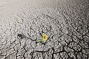 Dry soil and growing plant