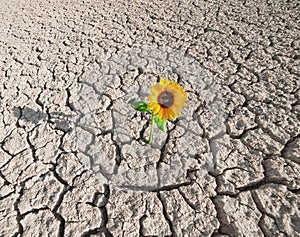 Dry soil and growing plant