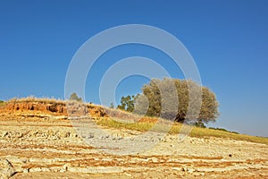 Dry soil and tree landscape, Portalegre, Portugal photo