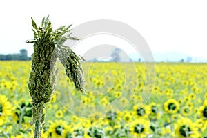 Dry Sorghum Awn With Yellow Sunflower Fields Background