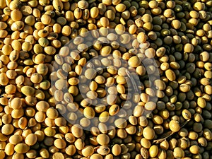 Dry soybean seed background. Soybean seed after harveting