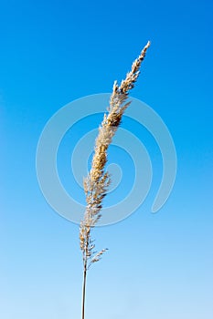 Dry spike of grass and blue sky