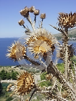 Dry spiked thistle