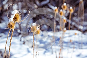 Dry spikey thistle in the snow