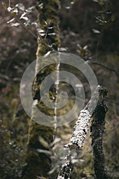 A dry split branch inside the forest, photo