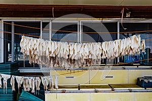 Dry Squids at Seopjikoji. Jeju, South Korea