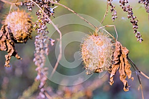 Dry squirting cucumber