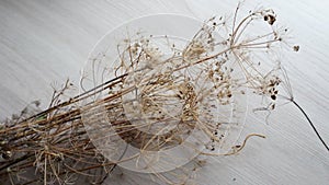 Dry stalks of dill on a table surface