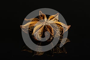 Dry star anise isolated on black glass