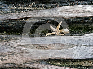 Dry star shaped leaf or flower fall inside the crack of log bench with wooden texture in vintage and grunge style