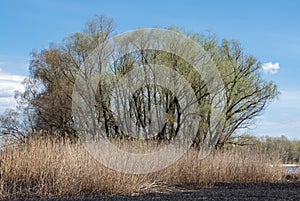 Dry stem reeds sway on river bank on burnt ground. photo
