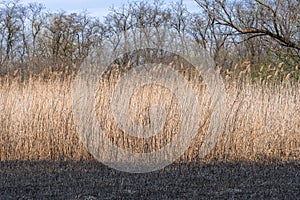 Dry stem reeds sway on river bank on burnt ground.