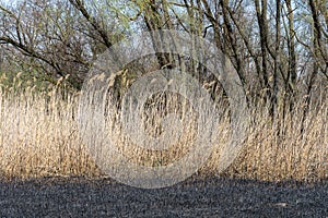 Dry stem reeds sway on river bank on burnt ground. photo