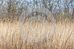 Dry stem reeds sway on river bank on burnt ground. photo