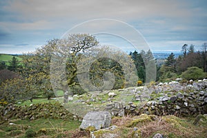 Dry stone field on Dartmoor