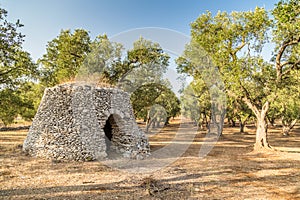Dry stone hut with dome in grove of olive trees