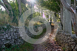 Ancient Dry stone walling and woodland track photo