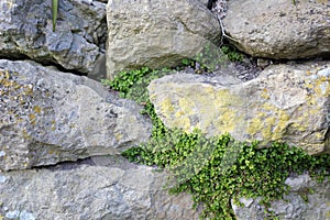 Dry Stone Wall