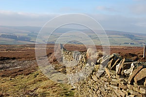 Dry stone wall grouse moor, Blanchland Northumberland