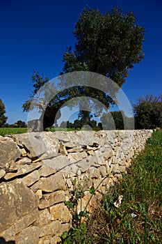 Dry stone wall and olive tree