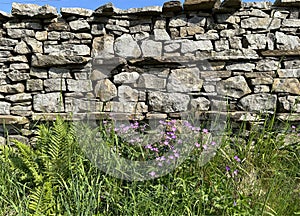 Dry stone wall with, pink flowers in, Gayle, Hawes, UK