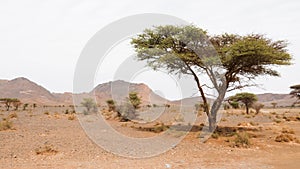 Dry, stony valley, rural landscape with Acacia trees in South Morocco.