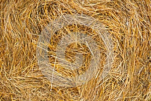 Dry straw background texture