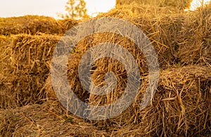 Dry straw bale. Pile of stacked yellow straw bales. Haystack in farm. Animal fodder. Agricultural byproduct. Food and bedding for