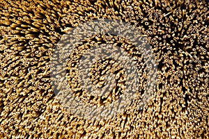 Dry straw bundle as texture or background.