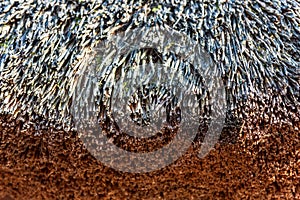 Dry straw bundle as texture or background.