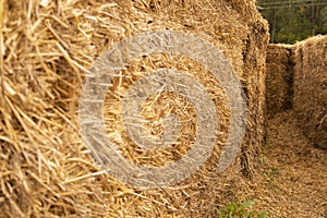 dry straw on the farm. Animal feed in winter