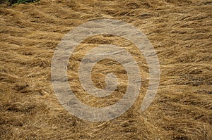 Dry straw field in a sunny day