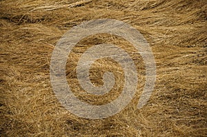 Dry straw field in a sunny day photo