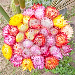 Dry straw flower or everlasting