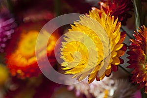 Dry straw flower or everlasting Flowers