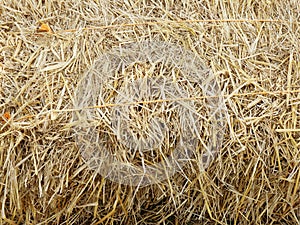 Dry straw, hay, stack texture